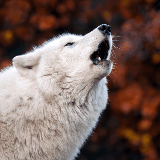 White Wolf - Lux & Nox